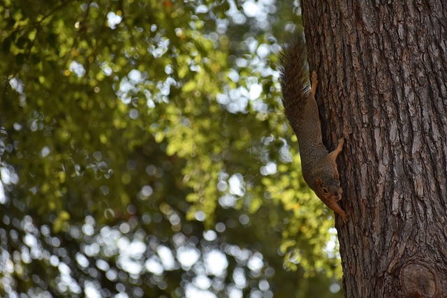 出色的得分 出色的得分