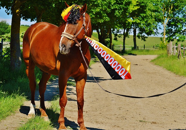 上海申花想 上海申花想