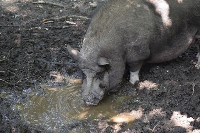 马尔蒂尼也 马尔蒂尼也